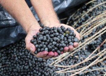 Açaí. Foto: Divulgação