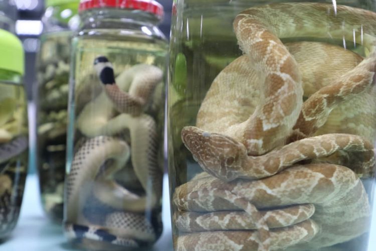 FOTO: Girlene Medeiros/FVS-AM