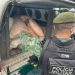Conforme a equipe policial, o responsável pelo pescado não possuía guia de transporte ou comercialização. Ainda de acordo com a polícia, o pescado também não estava acompanhado dos lacres regulamentares da espécie.