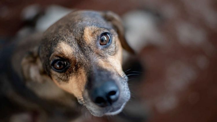 FOTOS: Divulgação/Sema