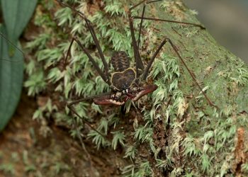 Amblipígio amazônico (𝘏𝘦𝘵𝘦𝘳𝘰𝘱𝘩𝘳𝘺𝘯𝘶𝘴 𝘭𝘰𝘯𝘨𝘪𝘤𝘰𝘳𝘯𝘪𝘴)_FotoThiagoCarvalho