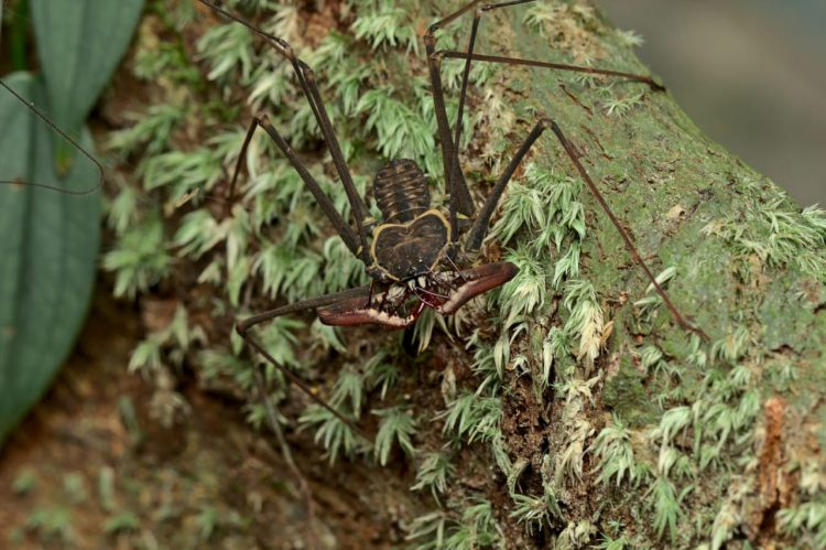 Amblipígio amazônico (𝘏𝘦𝘵𝘦𝘳𝘰𝘱𝘩𝘳𝘺𝘯𝘶𝘴 𝘭𝘰𝘯𝘨𝘪𝘤𝘰𝘳𝘯𝘪𝘴)_FotoThiagoCarvalho