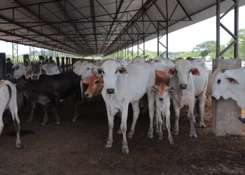 Foto: Divulgação/ Ascom