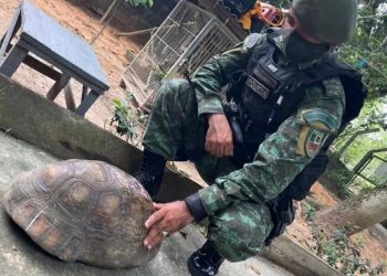 FOTO: Divulgação/PMAM