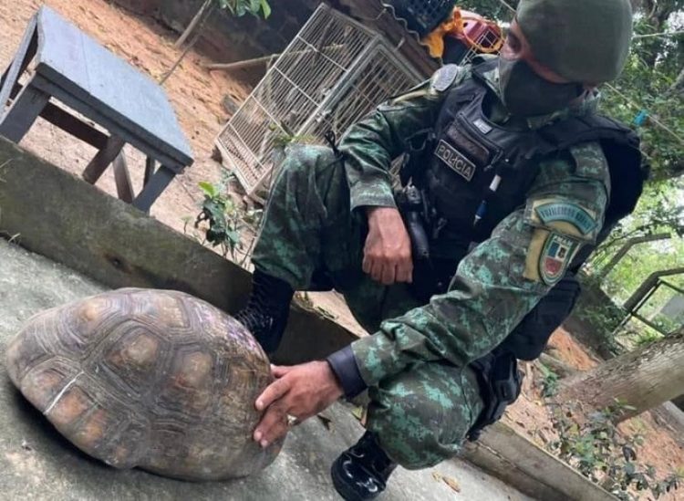 FOTO: Divulgação/PMAM