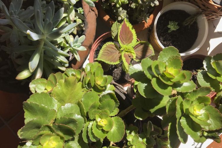 Cultivo de plantas em casa