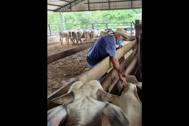 Divulgação/Adaf, Roberto Araújo/Secom e Valdo Leão