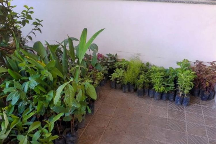 Foto – Deyvson Braga/Semmas