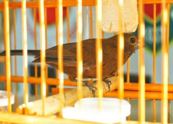 FOTOS: Carlos Soares/SSP-AM