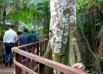 Foto: Divulgação/Ipaam