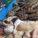 Foto: Divulgação/PMAM