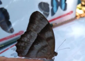 Foto: Divulgação/Sema