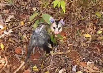 Foto: Divulgação BPMA