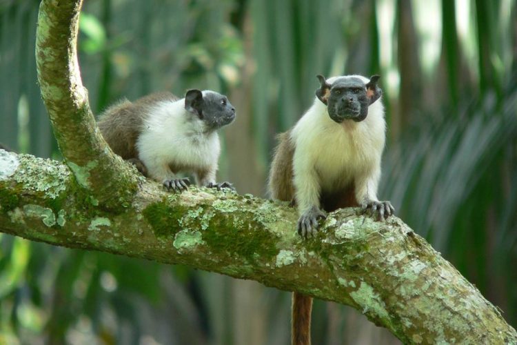 Foto: Robson Czaban/ICMBio