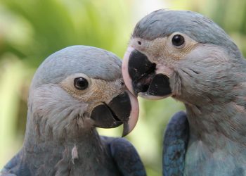 Araras Azuis cedidas ao Brasil pela Alemanha, em comemoração ao Dia Mundial da Vida Selvagem (ACTP/Dvulgação)