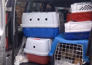 Reprodução- Internet