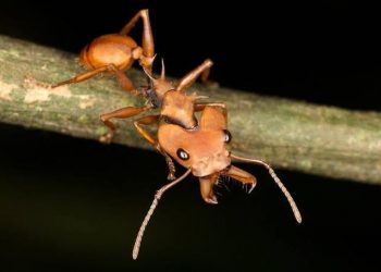 FOTOS: Arquivo pessoal da pesquisadora Itanna de Oliveira Fernandes