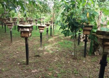 Foto: Reprodução/Ipaam