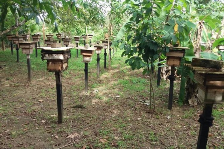 Foto: Reprodução/Ipaam