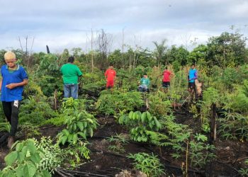 Foto: Divulgação/Sema