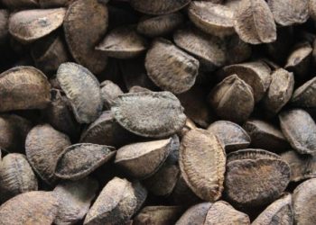 Divulgação- Embrapa