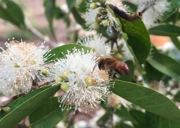 Foto: Arquivo pessoal da pesquisadora Cristiane Krug