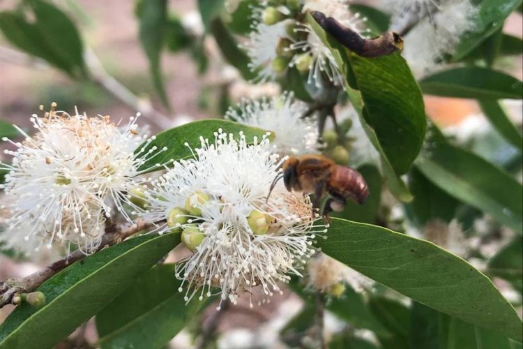 Foto: Arquivo pessoal da pesquisadora Cristiane Krug