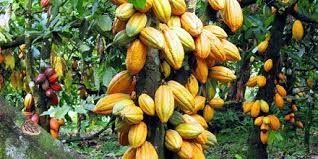 Foto: Reprodução / Internet