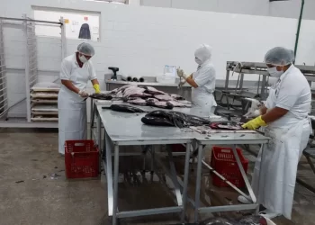 Foto: Divulgação/Ipaam