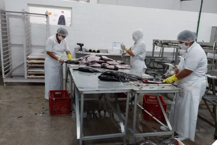 Foto: Divulgação/Ipaam