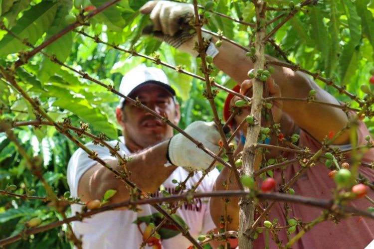 Foto: Analu Vieira/Idam