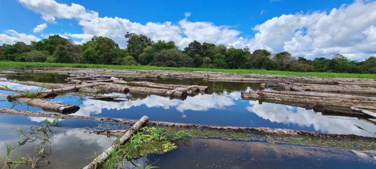 FOTOS: Divulgação/Sema
