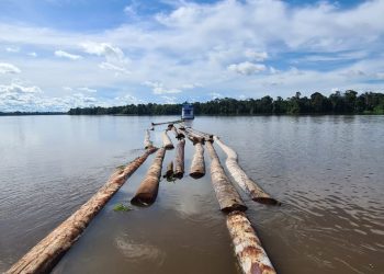 Apreensão de 450 troncos de árvores derrubadas ilegalmente.FOTOS: Divulgação/Sema