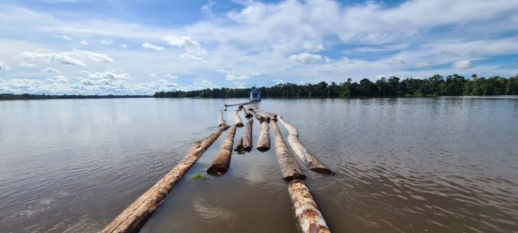 Apreensão de 450 troncos de árvores derrubadas ilegalmente.FOTOS: Divulgação/Sema