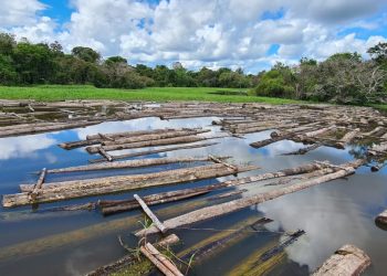 Apreensão de 450 troncos de árvores derrubadas ilegalmente.FOTOS: Divulgação/Sema