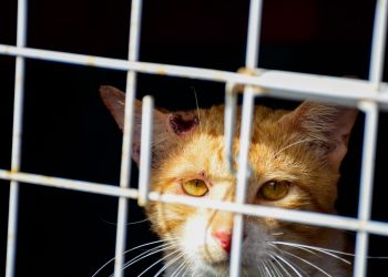 Fotos – Valdo Leão / Arquivo – Semcom