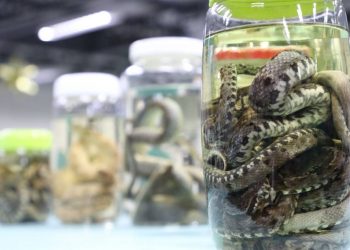 Foto: Girlene Medeiros/FVS-RCP