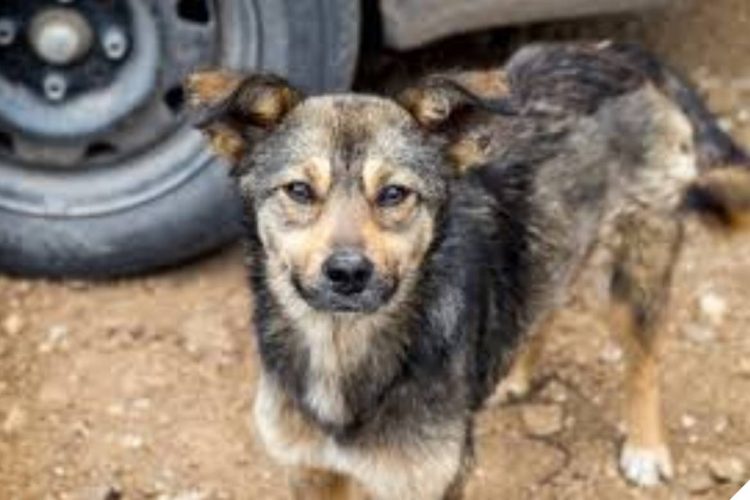 Foto: Reprodução / Internet