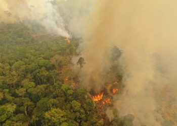 Divulgação: WWF Brasil