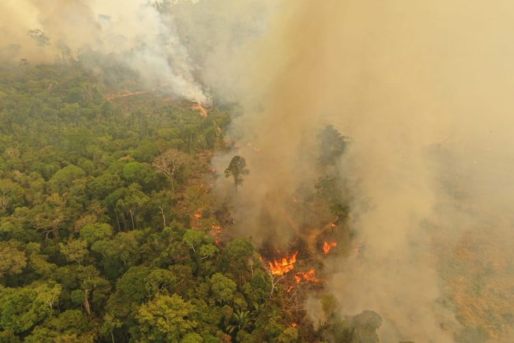 Divulgação: WWF Brasil