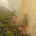 Divulgação: WWF Brasil