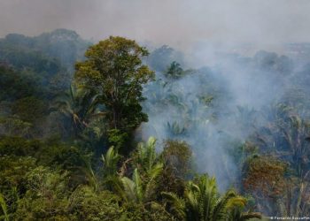 Entre os estados que formam a região amazônica, Mato Grosso (64,5%) e Pará (21,7%) são os destaques negativos