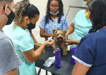 Foto: Divulgação / Semtepi