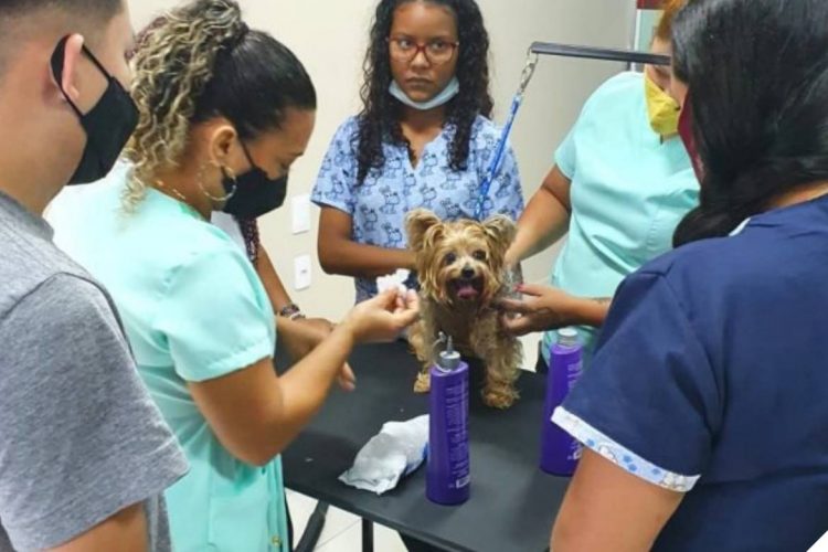 Foto: Divulgação / Semtepi