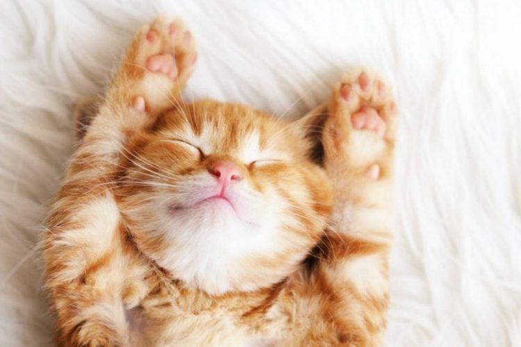 Foto: Shutterstock