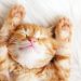 Foto: Shutterstock