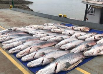 FOTO: Divulgação/SSP-AM