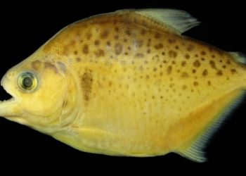 Foto: Marcelo Andrade/Pesquisador UFPA