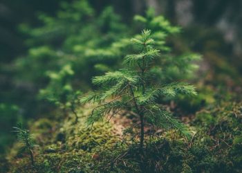 As emissões de CO2 precisarão reduzir pela metade até 2030 para evitar aumentos de temperatura de 2,7C e mais até o final do século - Foto: Unplash