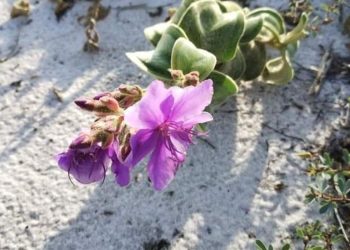 © Assessoria de Imprensa do Jardim Botânico do Rio de Janeiro